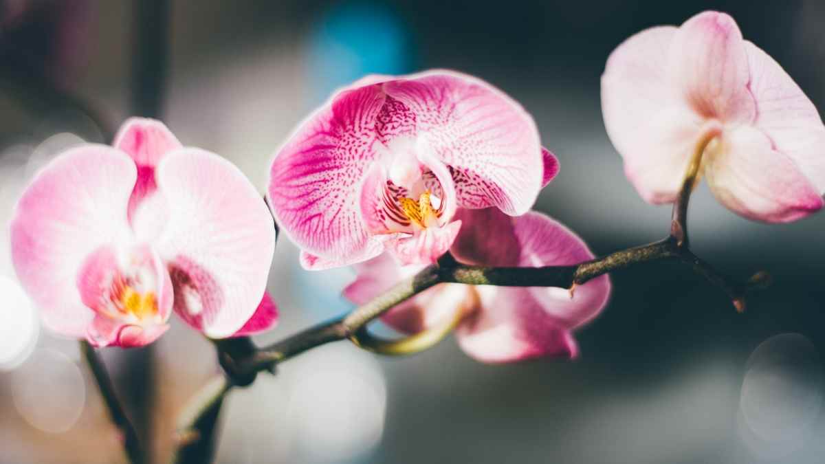 Como cuidar de Orquídea no vaso?