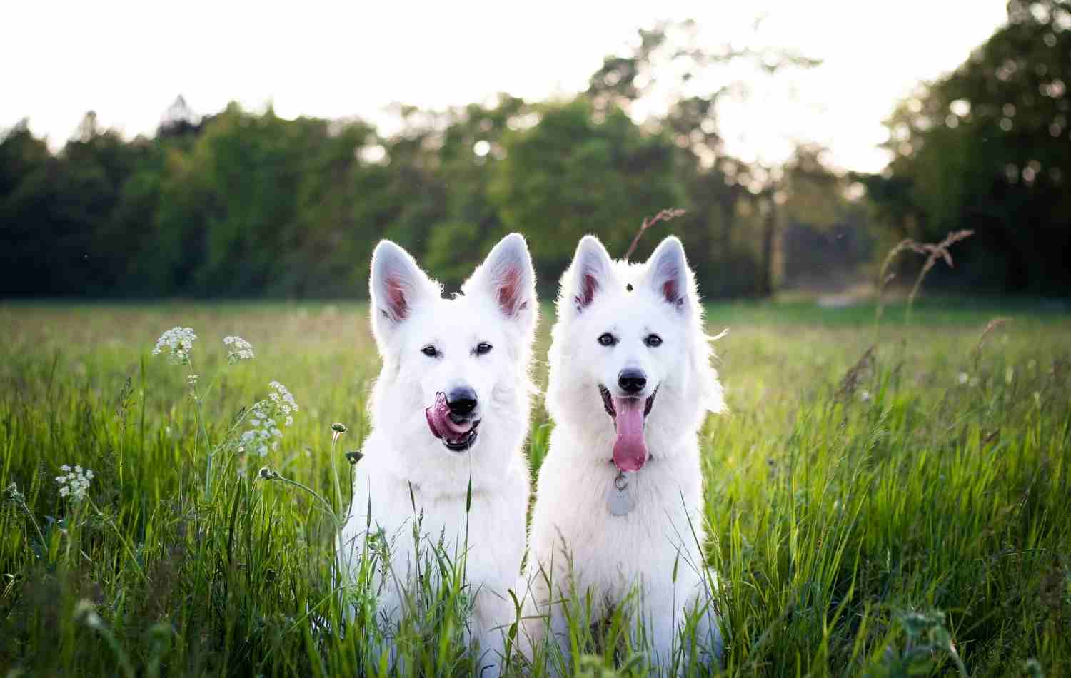 Como fazer o cachorro parar de cavar buracos no jardim