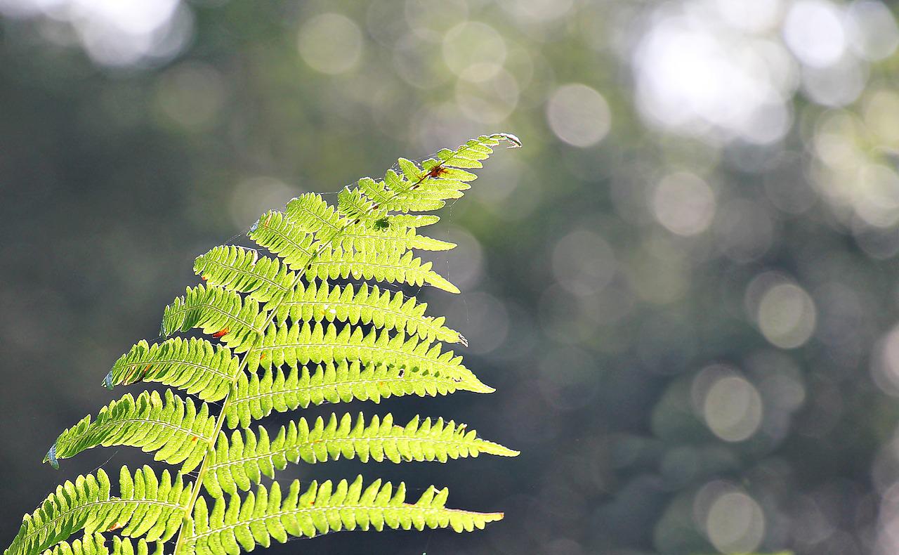 <strong>As melhores plantas para incluir na decoração da sala</strong>